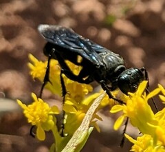 Sphecidae