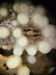 Helicogloea compressa