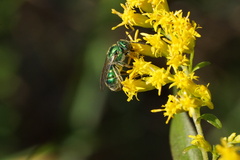 Augochloropsis viridula