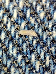 Trichoniscus pygmaeus