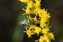 Augochloropsis viridula