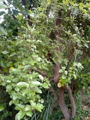 Muehlenbeckia australis