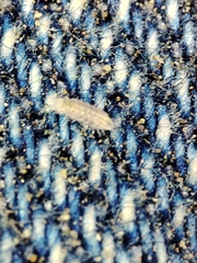 Trichoniscus pygmaeus