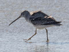 Limnodromus scolopaceus