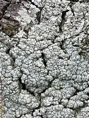 Pertusaria pertusa