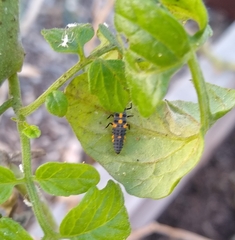 Coccinella