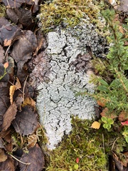 Pertusaria pertusa