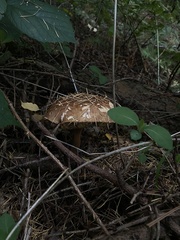 Boletus pinophilus
