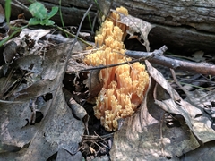 Ramaria formosa