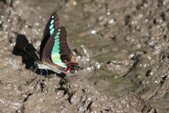Graphium sarpedon