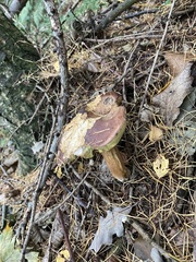 Boletus pinophilus