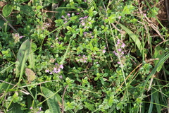 Thymus pulegioides