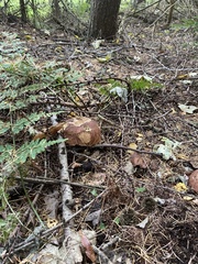 Boletus pinophilus
