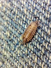 Porcellionides cingendus