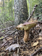 Boletus pinophilus