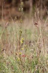 Melilotus officinalis