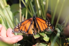 Danaus plexippus plexippus
