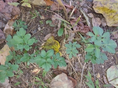 Zizia aurea