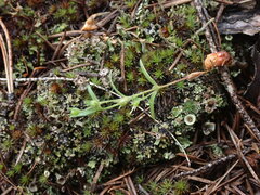 Microsteris gracilis