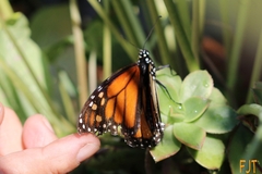 Danaus plexippus plexippus