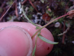 Microsteris gracilis