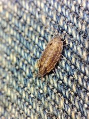 Porcellionides cingendus