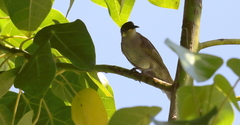 Lichmera argentauris