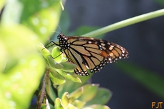 Danaus plexippus plexippus