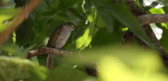 Lichmera argentauris