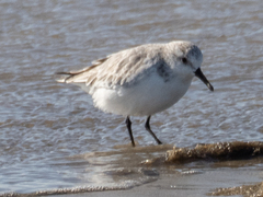 Calidris alba