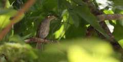 Lichmera argentauris