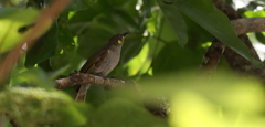 Lichmera argentauris