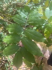 Wisteria sinensis