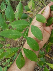 Fraxinus angustifolia