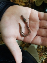 Lumbricus terrestris