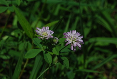 Trifolium resupinatum