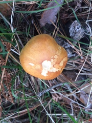 Gymnopilus