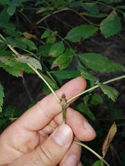 Fraxinus angustifolia