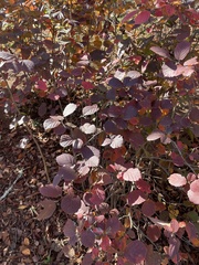 Fothergilla gardenii