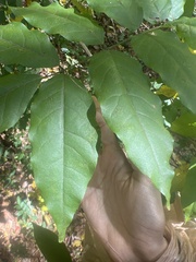 Wisteria sinensis