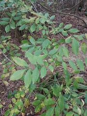 Fraxinus angustifolia