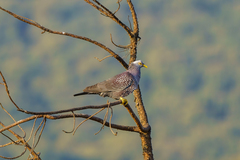 Columba arquatrix