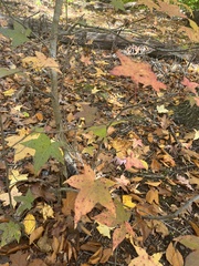 Liquidambar styraciflua