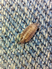 Porcellionides cingendus