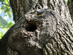 Sitta carolinensis