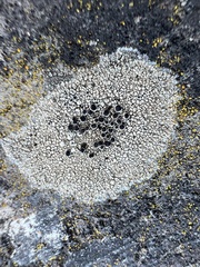 Lecanora campestris