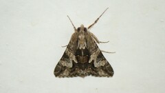 Melipotis jucunda