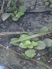Ludwigia palustris