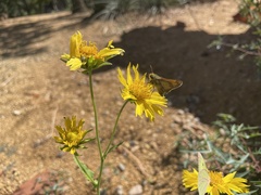 Atalopedes campestris
