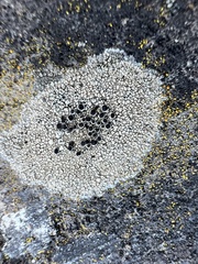Lecanora campestris
